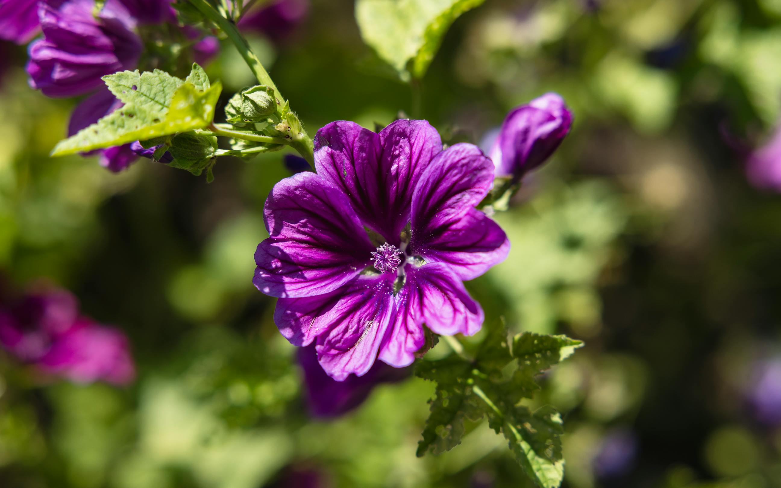 Mallow